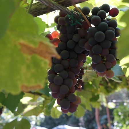 Apartman Ana Novi Vinodolski Esterno foto