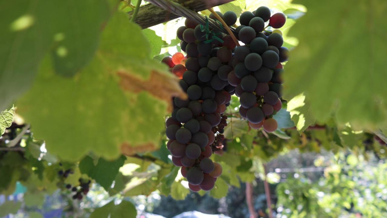 Apartman Ana Novi Vinodolski Esterno foto